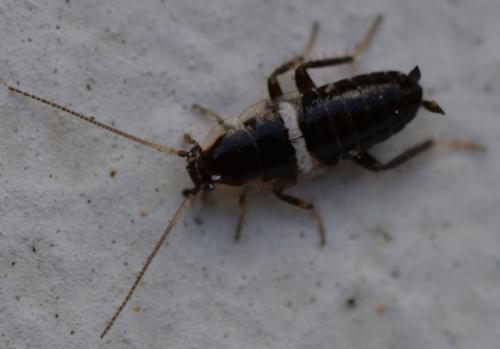 Planuncus vinzi